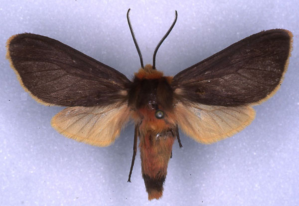 /filer/webapps/moths/media/images/F/fontainei_Metarctia_AT_RMCA_03.jpg