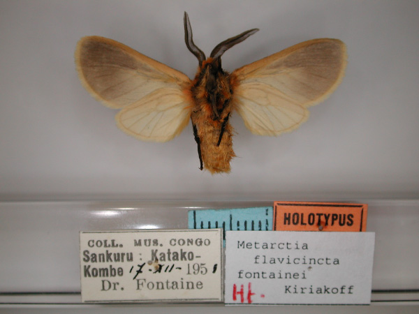 /filer/webapps/moths/media/images/F/fontainei_Metarctia_HT_RMCA_02.jpg