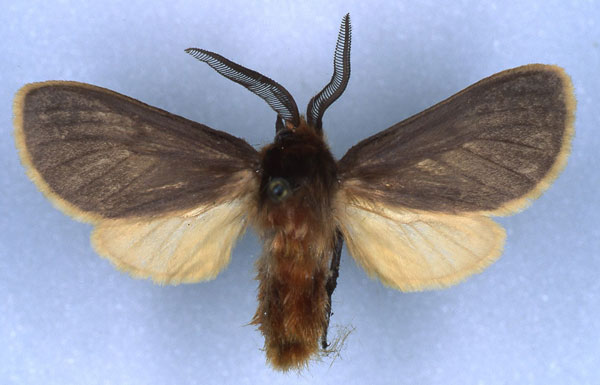 /filer/webapps/moths/media/images/F/fontainei_Metarctia_HT_RMCA_03.jpg