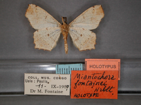 /filer/webapps/moths/media/images/F/fontainei_Miantochora_HT_RMCA_02.jpg