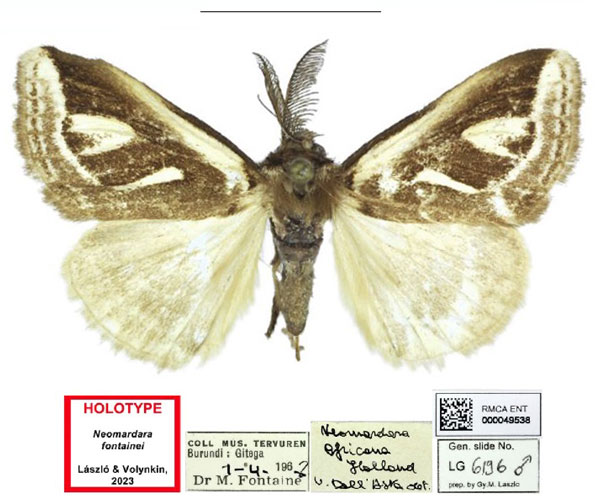 /filer/webapps/moths/media/images/F/fontainei_Neomardara_HT_RMCA.jpg