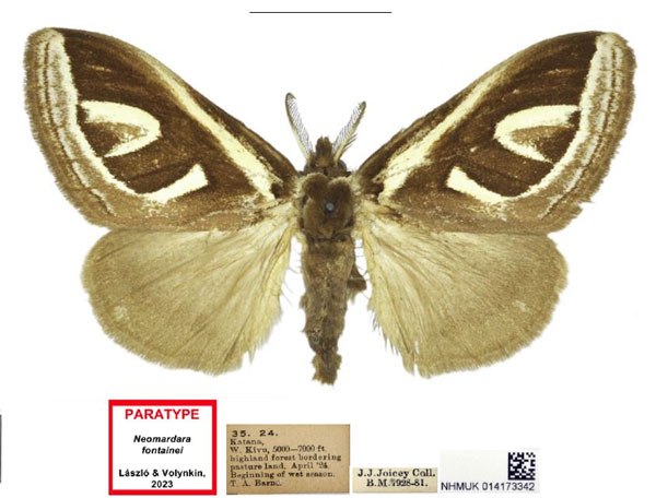 /filer/webapps/moths/media/images/F/fontainei_Neomardara_PTF_NHMUK.jpg