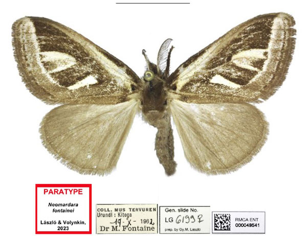 /filer/webapps/moths/media/images/F/fontainei_Neomardara_PTF_RMCA_01.jpg