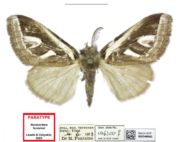 /filer/webapps/moths/media/images/F/fontainei_Neomardara_PTF_RMCA_02.jpg