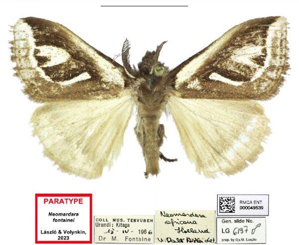 /filer/webapps/moths/media/images/F/fontainei_Neomardara_PTM_RMCA_01.jpg