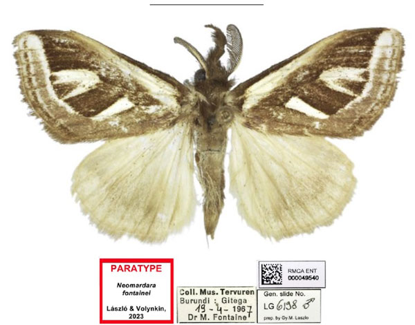 /filer/webapps/moths/media/images/F/fontainei_Neomardara_PTM_RMCA_02.jpg