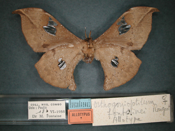 /filer/webapps/moths/media/images/F/fontainei_Orhtogonioptilum_AT_RMCA_02.jpg