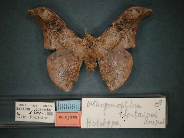 /filer/webapps/moths/media/images/F/fontainei_Orthogonioptilum_HT_RMCA_01.jpg