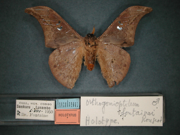 /filer/webapps/moths/media/images/F/fontainei_Orthogonioptilum_HT_RMCA_02.jpg