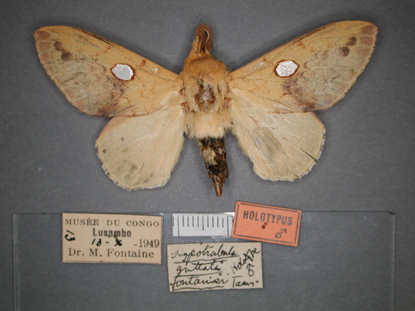 /filer/webapps/moths/media/images/F/fontainei_Pachymetana_HT_RMCA_01.jpg