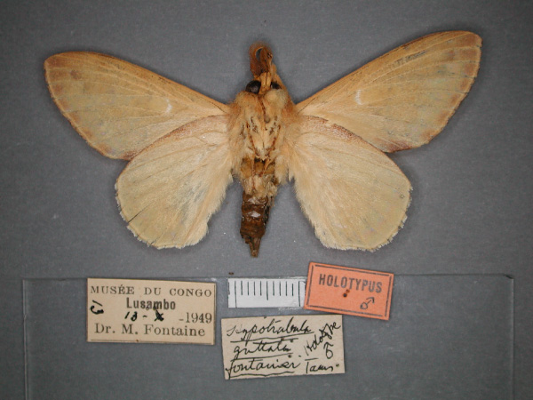 /filer/webapps/moths/media/images/F/fontainei_Pachymetana_HT_RMCA_02.jpg