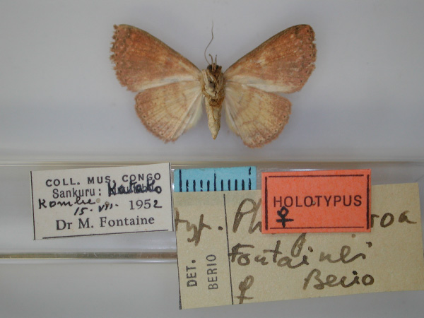 /filer/webapps/moths/media/images/F/fontainei_Phlogochroa_HT_RMCA_02.jpg