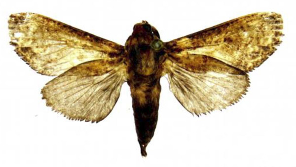 /filer/webapps/moths/media/images/F/fontainei_Politzariella_HT_RMCA.jpg