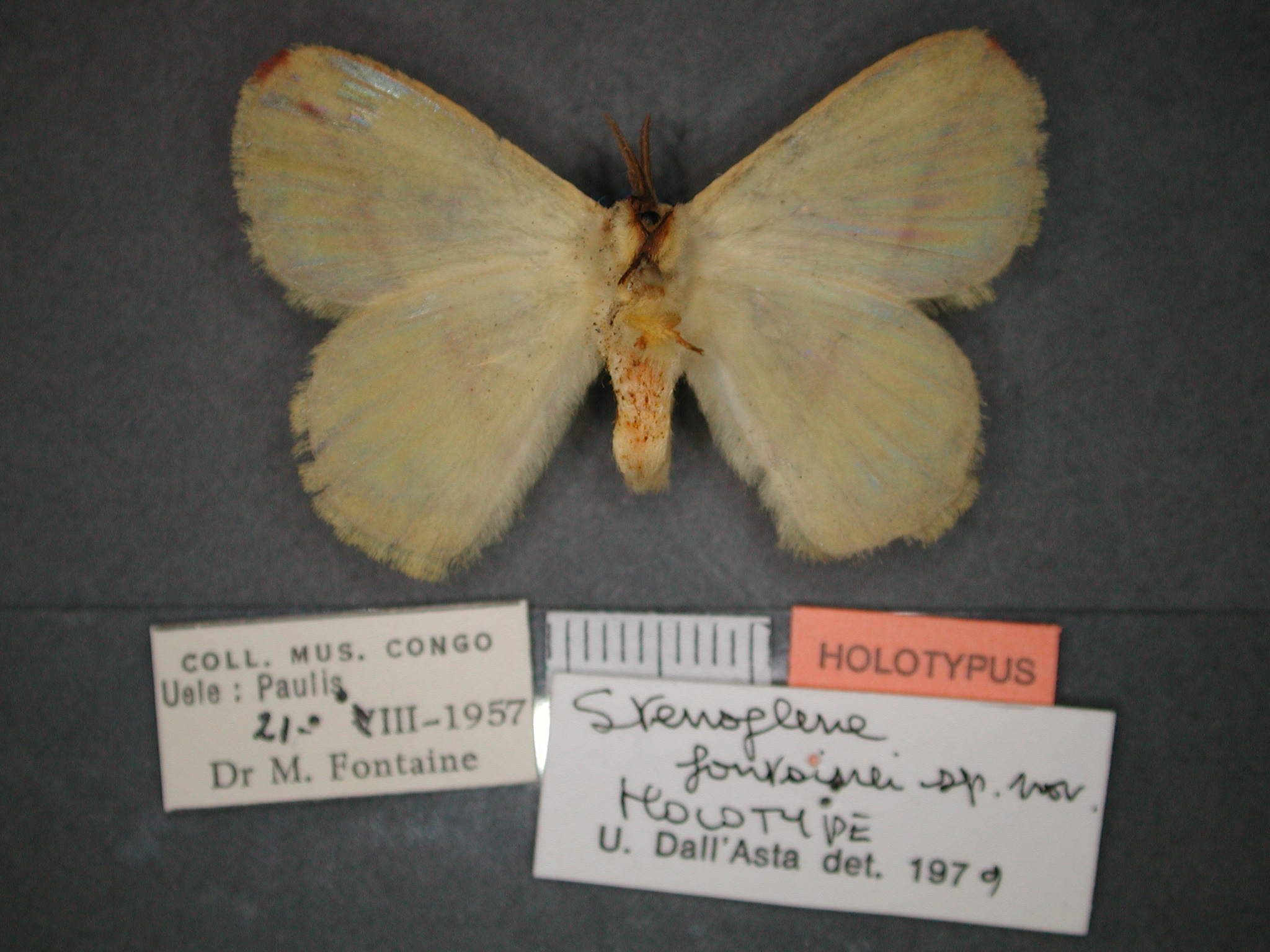 /filer/webapps/moths/media/images/F/fontainei_Stenoglene_HT_RMCA_02.jpg