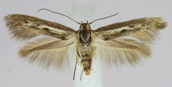 /filer/webapps/moths/media/images/F/fonticola_Scythris_A_ZMHB.jpg
