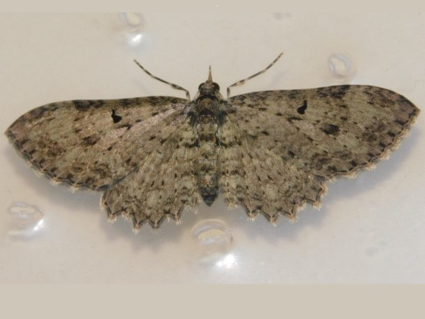 /filer/webapps/moths/media/images/F/foraminata_Collix_A_Grobler_01.jpeg
