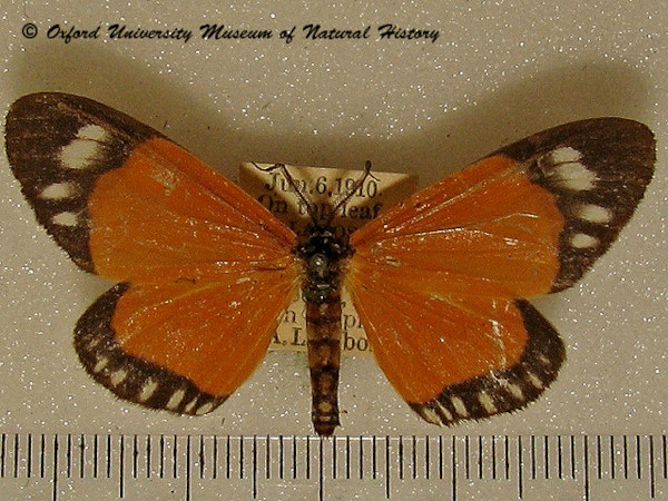 /filer/webapps/moths/media/images/F/forbesi_Aletis_A_OUMNH.jpg
