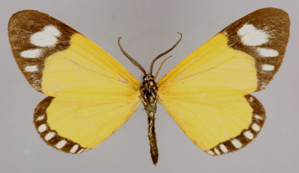 /filer/webapps/moths/media/images/F/forbesi_Cartaletis_A_ZSM_01.jpg