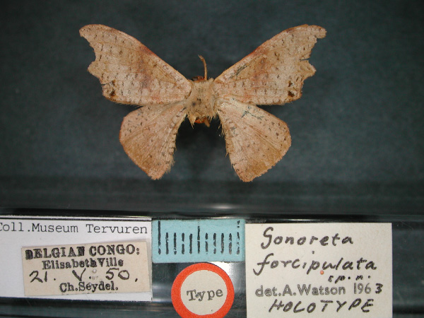 /filer/webapps/moths/media/images/F/forcipulata_Gonoreta_HT_RMCA-01.jpg