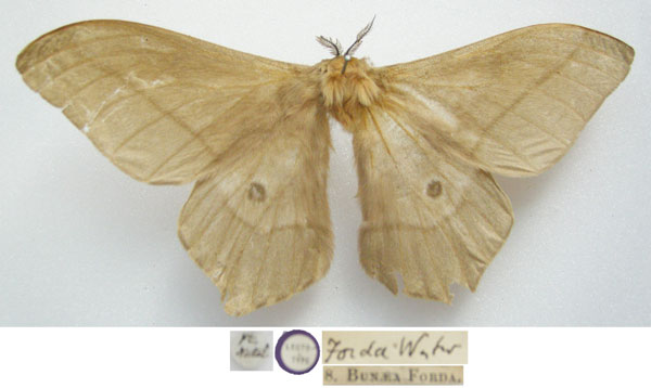 /filer/webapps/moths/media/images/F/forda_Saturnia_STM_NHMUKa.jpg