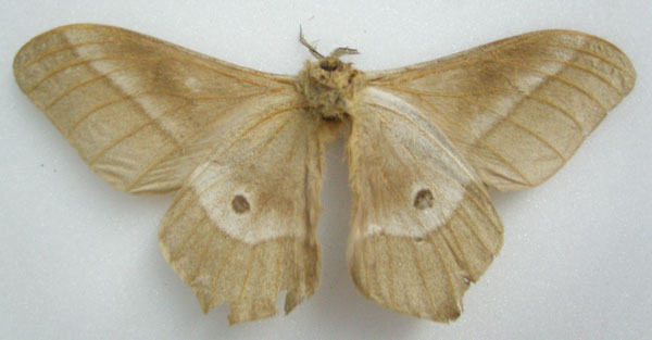 /filer/webapps/moths/media/images/F/forda_Saturnia_STM_NHMUKb.jpg