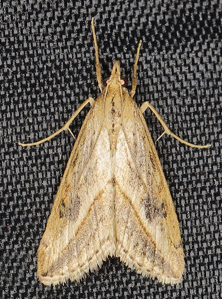 /filer/webapps/moths/media/images/F/forficalis_Evergestis_A_Heynsa.jpg