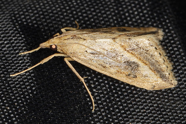 /filer/webapps/moths/media/images/F/forficalis_Evergestis_A_Heynsb.jpg