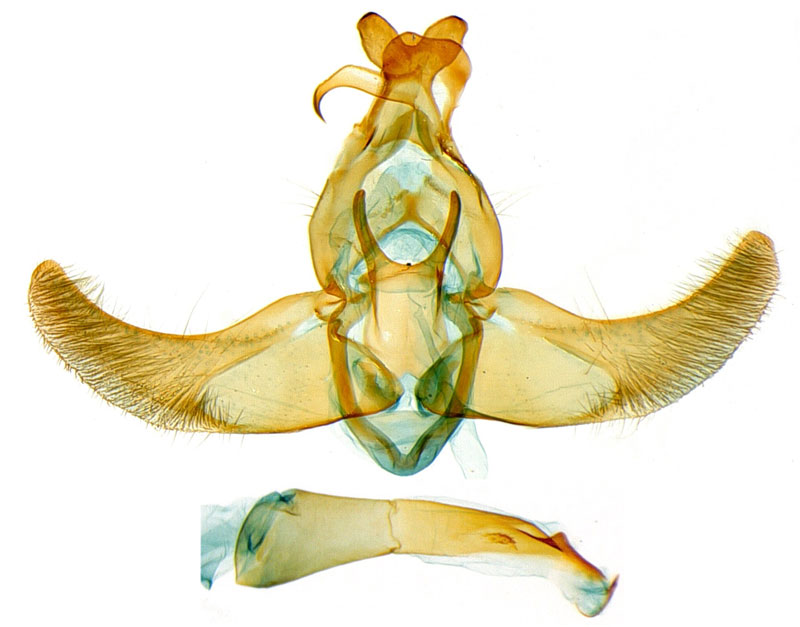 /filer/webapps/moths/media/images/F/forficatalis_Thubdora_GMHT_NHMO.jpg