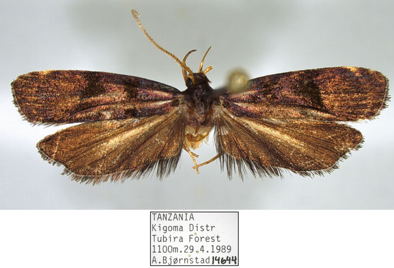 /filer/webapps/moths/media/images/F/forficatalis_Thubdora_HT_NHMO.jpg