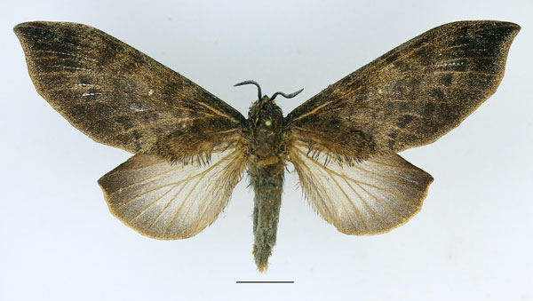 /filer/webapps/moths/media/images/F/forficulatus_Gastroplakaeis_AF_Basquin_01.jpg