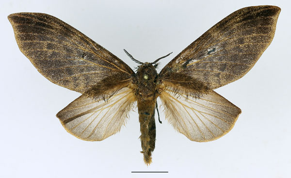 /filer/webapps/moths/media/images/F/forficulatus_Gastroplakaeis_AF_Basquin_02.jpg
