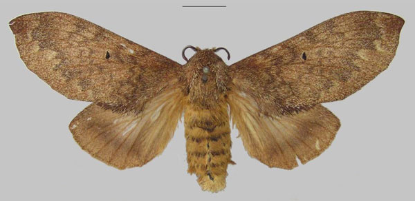 /filer/webapps/moths/media/images/F/forficulatus_Gastroplakaeis_AF_MfN.jpg