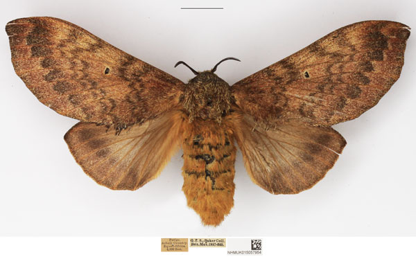 /filer/webapps/moths/media/images/F/forficulatus_Gastroplakaeis_AF_NHMUK.jpg