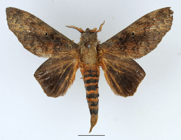 /filer/webapps/moths/media/images/F/forficulatus_Gastroplakaeis_AM_Basquin_01.jpg