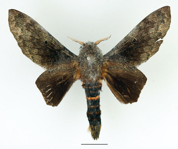 /filer/webapps/moths/media/images/F/forficulatus_Gastroplakaeis_AM_Basquin_02.jpg