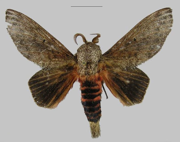 /filer/webapps/moths/media/images/F/forficulatus_Gastroplakaeis_AM_RMCA.jpg