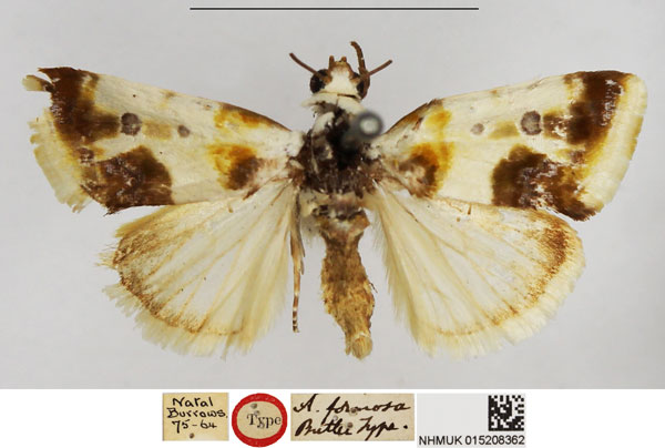 /filer/webapps/moths/media/images/F/formosa_Acontia_HT_NHMUK.jpg