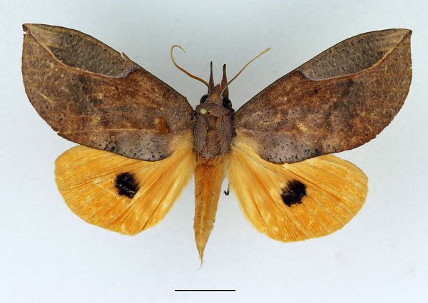 /filer/webapps/moths/media/images/F/formosa_Eudocima_AM_Basquin.jpg