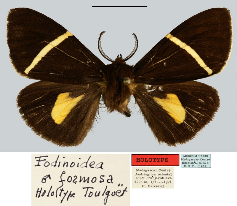 /filer/webapps/moths/media/images/F/formosa_Fodinoidea_HT_MNHN.jpg