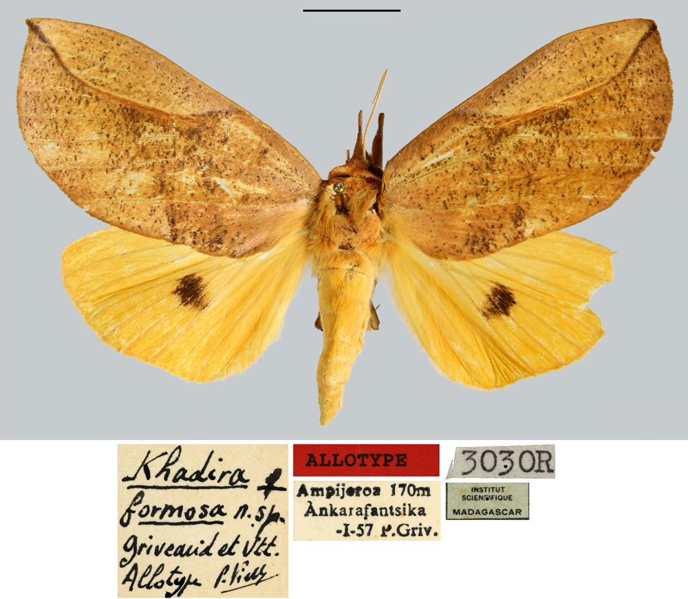 /filer/webapps/moths/media/images/F/formosa_Khadira_AT_MNHN.jpg