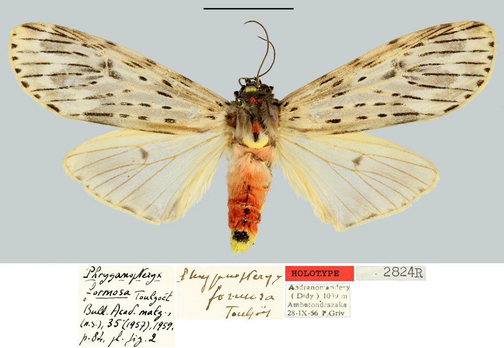/filer/webapps/moths/media/images/F/formosa_Phryganopteryx_HT_MNHN.jpg