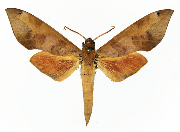 /filer/webapps/moths/media/images/F/formosa_Phylloxiphia_AM_Basquin.jpg