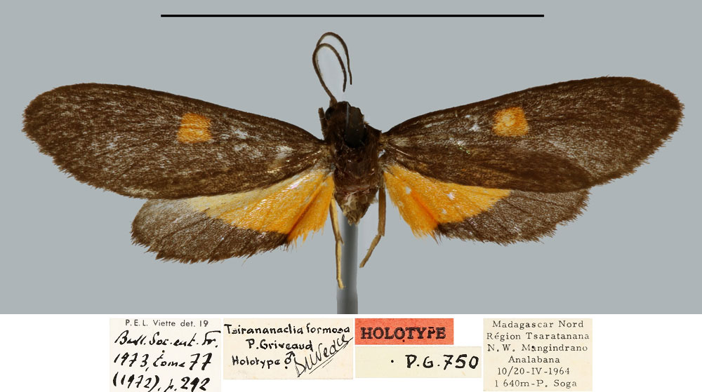 /filer/webapps/moths/media/images/F/formosa_Tsirananaclia_HT_MNHN.jpg