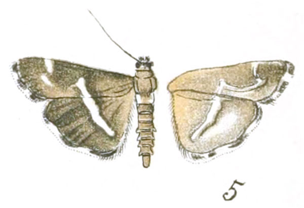 /filer/webapps/moths/media/images/F/formosana_Odezia_A_Siraki_35-5.jpg