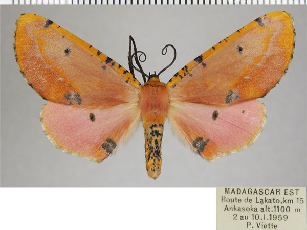/filer/webapps/moths/media/images/F/formosus_Rhodophthitus_AF_ZSM.jpg