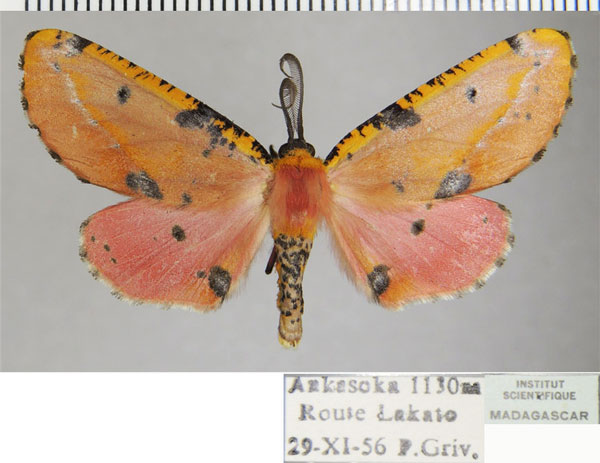 /filer/webapps/moths/media/images/F/formosus_Rhodophthitus_AM_ZSMa.jpg