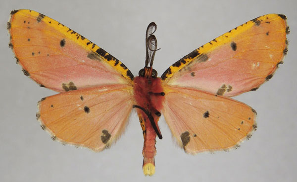 /filer/webapps/moths/media/images/F/formosus_Rhodophthitus_AM_ZSMb.jpg