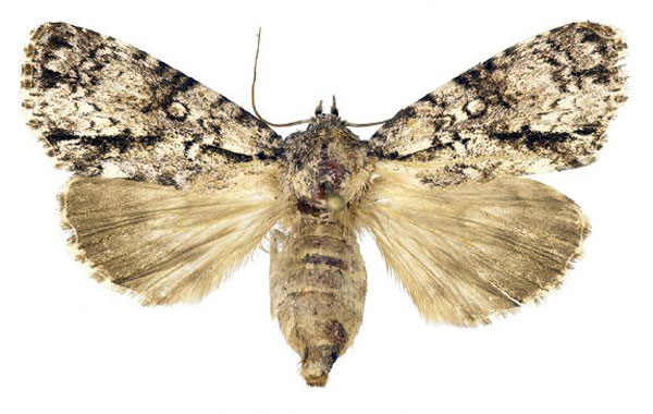 /filer/webapps/moths/media/images/F/forsteri_Megalonycta_AF_Behounek.jpg
