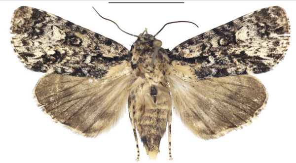 /filer/webapps/moths/media/images/F/forsteri_Megalonycta_AF_Behounek_02.jpg