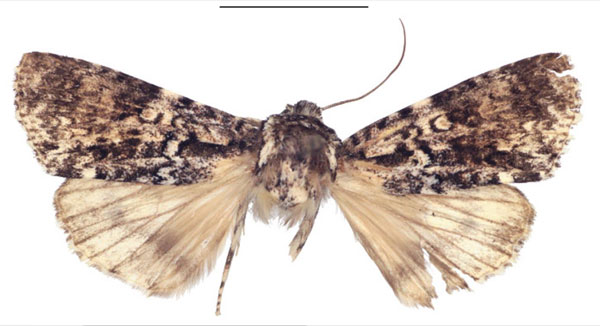 /filer/webapps/moths/media/images/F/forsteri_Megalonycta_AM_ZMUC.jpg